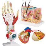 https://www.medplus24.de/bilder/kategorien/Praxisausstattung-Lehrmittel-Modelle-Anatomische-Modelle.jpg
