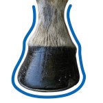 https://www.medplus24.de/bilder/kategorien/Veterinaerbedarf-Schutzschuhe.jpg