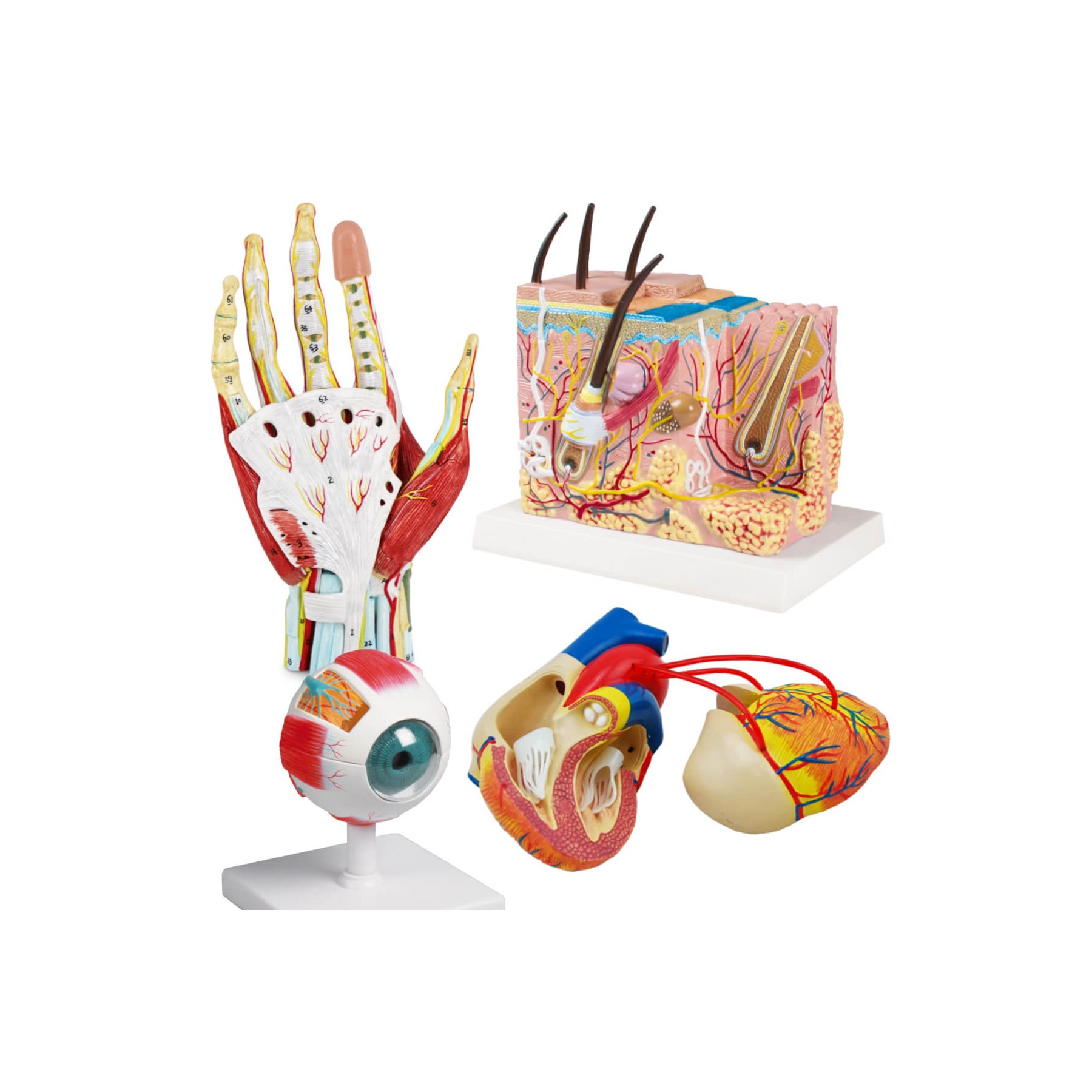 Anatomische Modelle