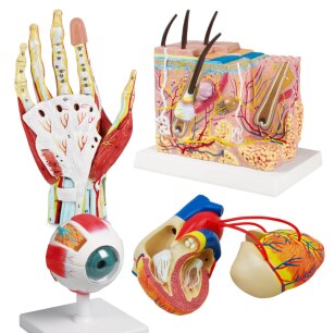 Anatomische Modelle