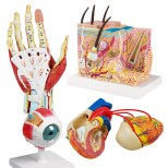    

 Anatomische Modelle kaufen f&uuml;r jeden...