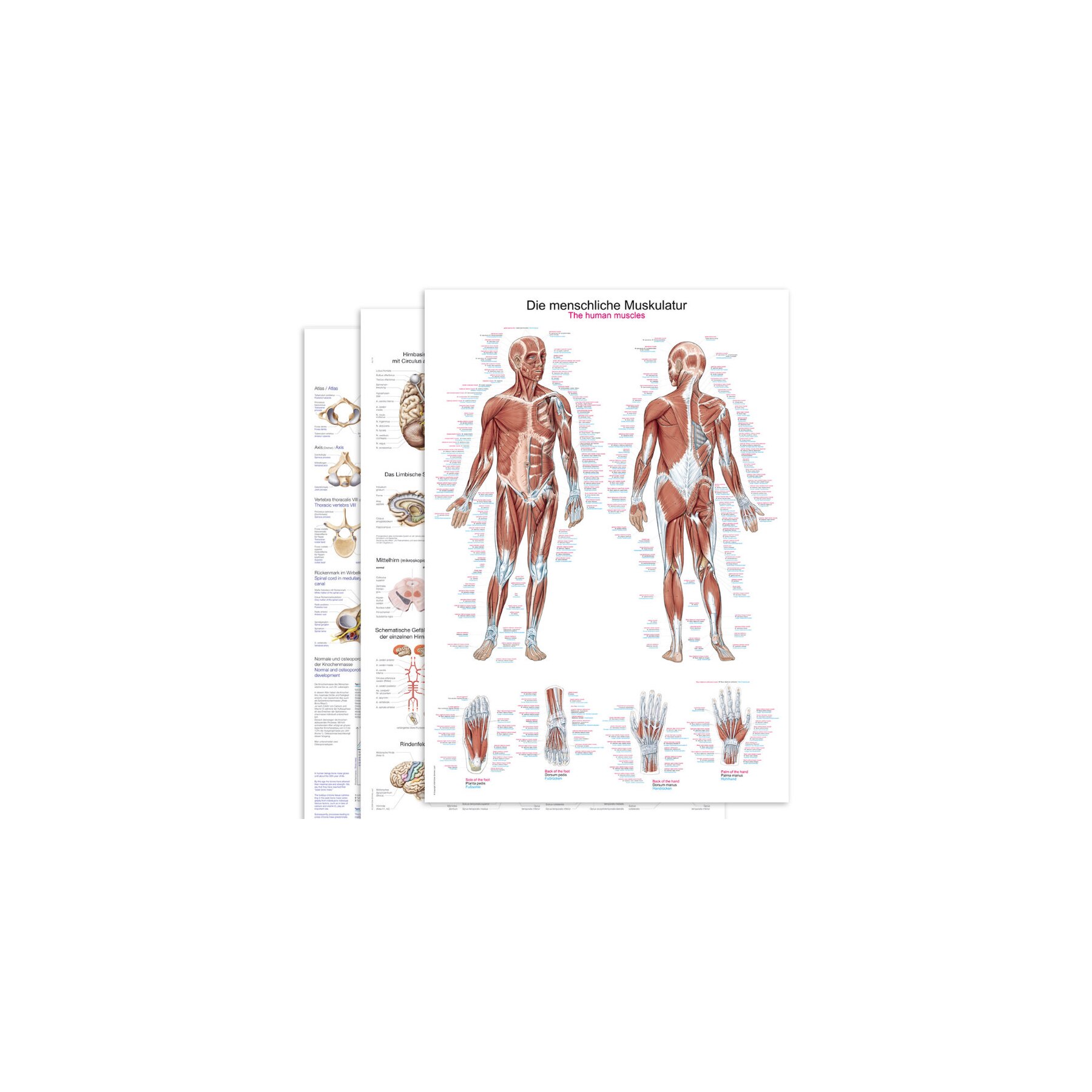 Lehrtafeln & anatomische Poster