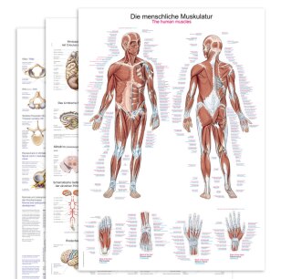 Medizinische Lehrtafeln & Poster