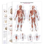    

 Medizinische Lehrtafeln &amp; Anatomie...