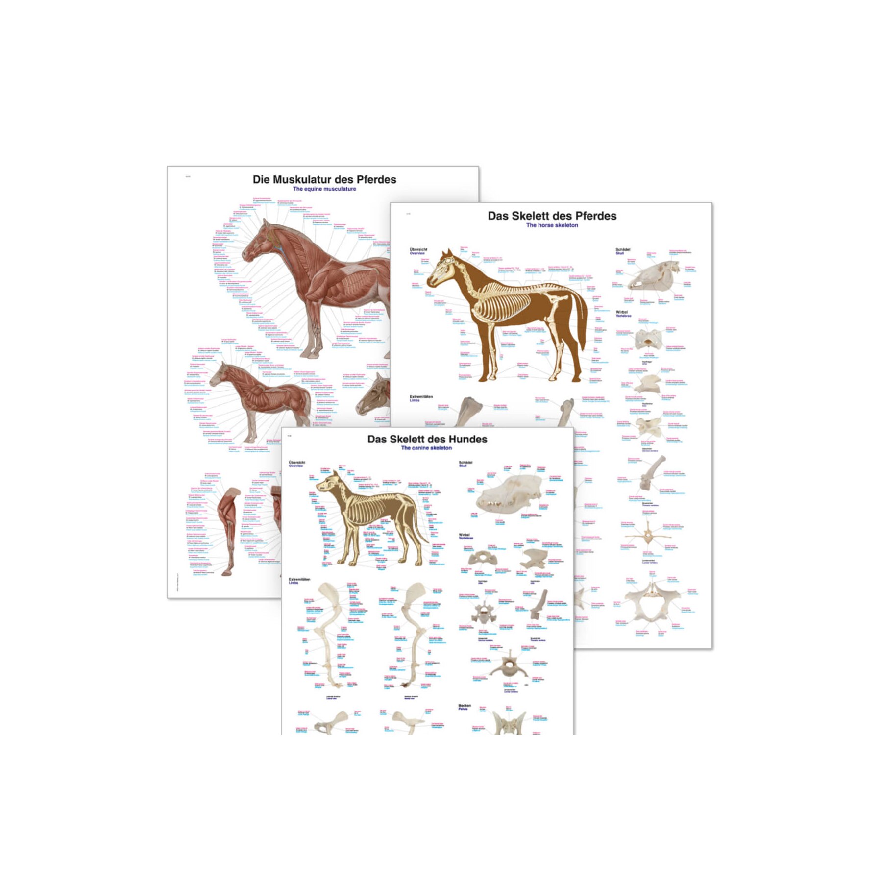 Tierlehrtafeln & Poster