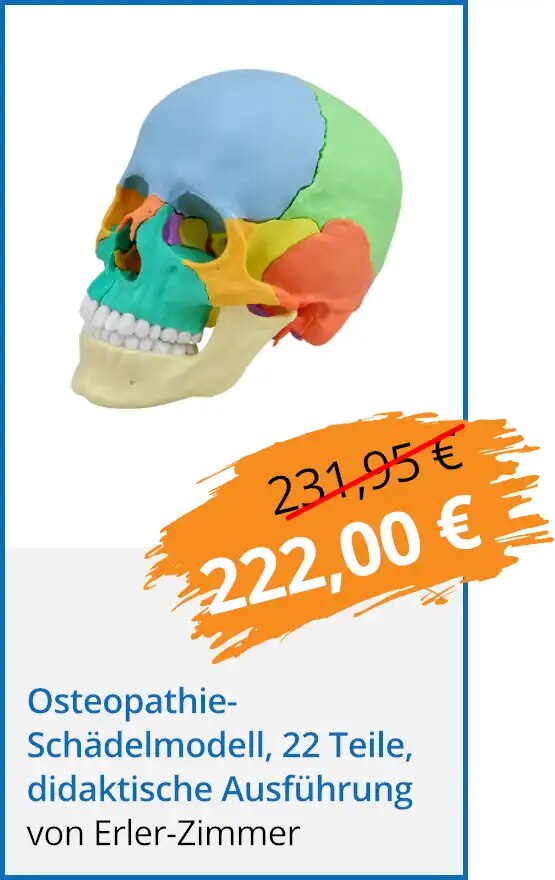 Osteopathie-Schädelmodell, 22 Teile, didaktische Ausführung für nur 222,00 €