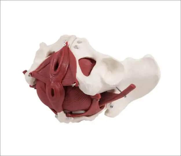 Erler Zimmer Anatomische Modelle Weibliches-Beckenbodenmodell-12-Teile