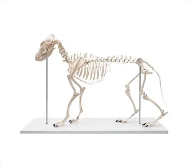 Erler Zimmer Anatomische Modelle Hundeskelett, natürliche Größe