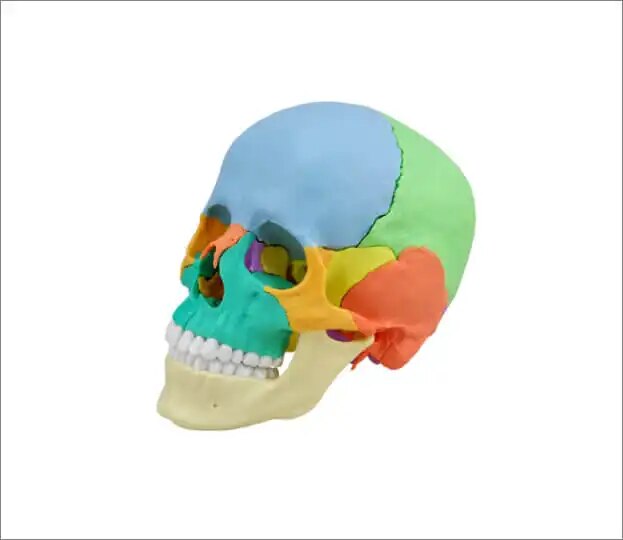Erler Zimmer Anatomische Modelle Osteopathie Schädelmodell