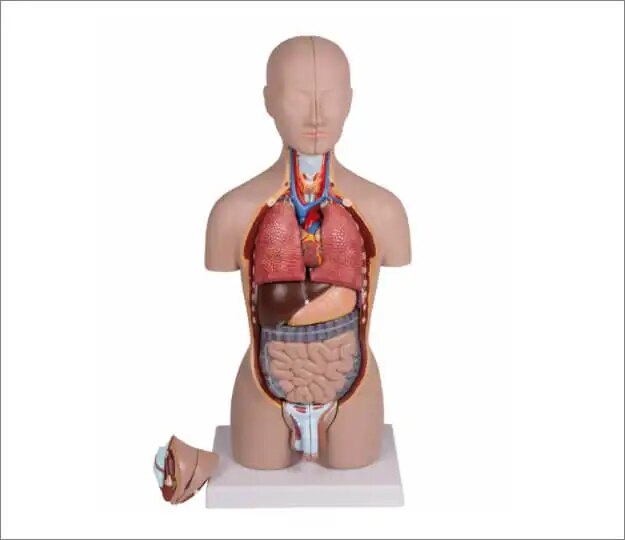 Erler Zimmer Anatomische Modelle Mini Torso Torsomodell, 16 teilig