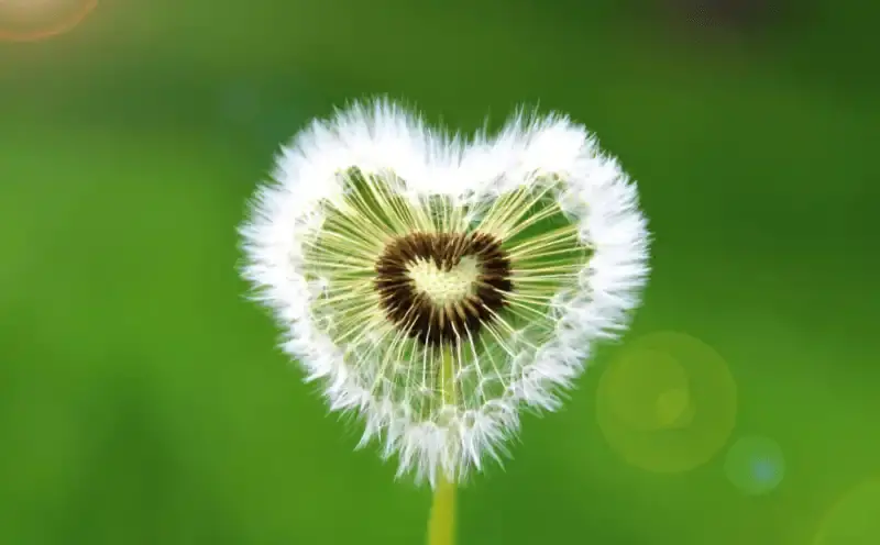 Pusteblume in Herzform