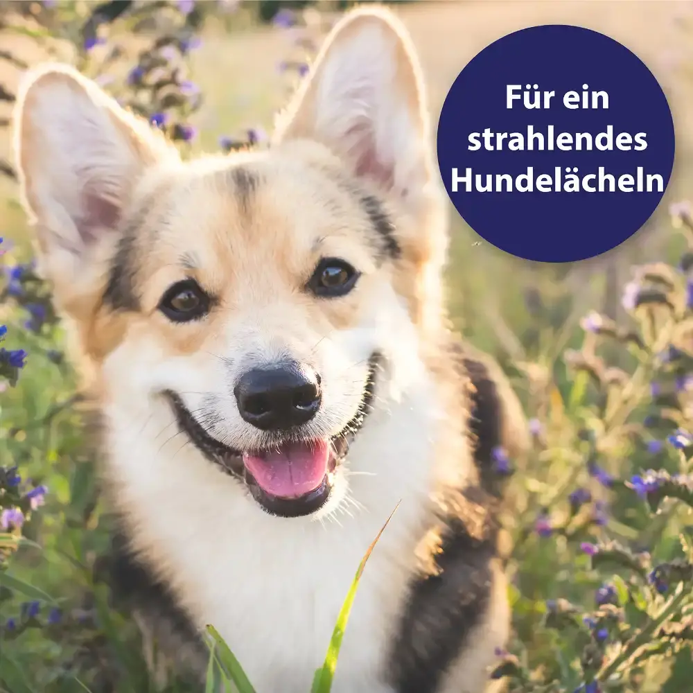 fröhlicher Hund | Für ein strahlendes Hundelächeln