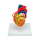 Herzmodell mit Bypassgefäßen