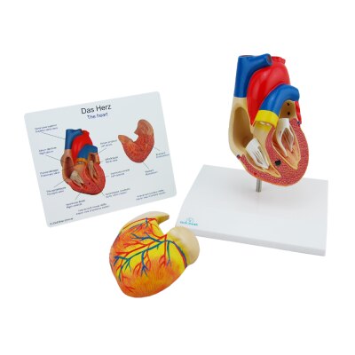 Menschliches Herz 2 Teile