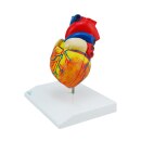 Menschliches Herzmodell, 2 Teile