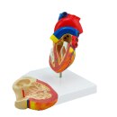 Menschliches Herzmodell, 2 Teile