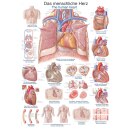 Lehrtafel "Das menschliche Herz", 70 x 100 cm