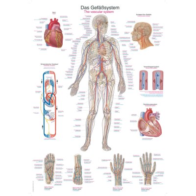 Lehrtafel "Das Gefäßsystem", 70 x 100 cm