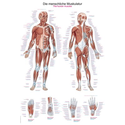 Lehrtafel "Die menschliche Muskulatur", 70 x 100 cm