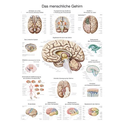 Lehrtafel "Das menschliche Gehirn", 70 x 100 cm