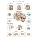 Lehrtafel "Das menschliche Gehirn", 70 x 100 cm