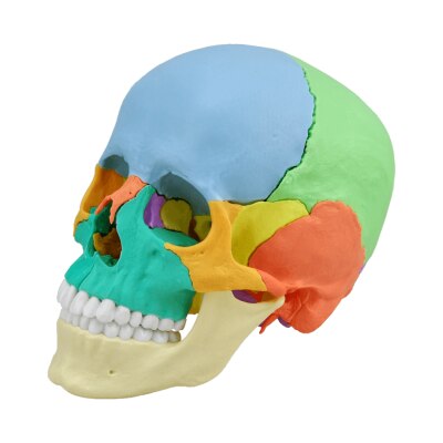 Osteopathie-Schädelmodell, 22 Teile, didaktische Ausführung