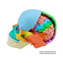 Osteopathie-Sch&auml;delmodell, 22 Teile, didaktische Ausf&uuml;hrung