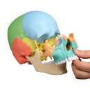 Osteopathie-Sch&auml;delmodell, didaktische Ausf&uuml;hrung, 22 Teile