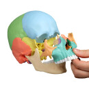 Osteopathie-Schädelmodell, 22 Teile, didaktische Ausführung