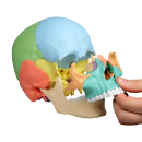 Osteopathie-Sch&auml;delmodell, 22 Teile, didaktische Ausf&uuml;hrung