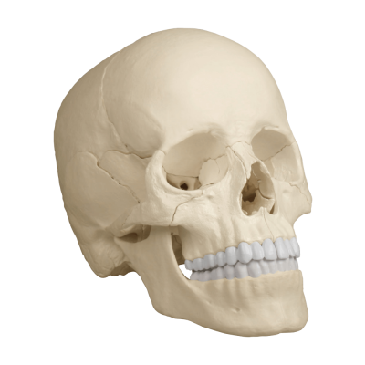Osteopathie-Schädelmodell, 22 Teile, anatomische Ausführung