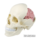 Osteopathie-Schädelmodell, 22 Teile, anatomische Ausführung