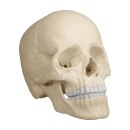 Osteopathie-Sch&auml;delmodell, 22 Teile, anatomische...