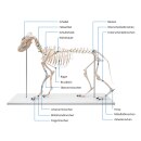 Erler-Zimmer Hundeskelett "Olaf", natürliche Größe