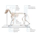 Erler-Zimmer Hundeskelett &quot;Olaf&quot;, nat&uuml;rliche Gr&ouml;&szlig;e