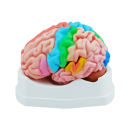 Gehirn-Modell lebensgro&szlig;, 5-teilig