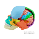 Gehirn-Modell lebensgro&szlig;, 5-teilig