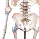 Skelett "Max" beweglich, mit Muskelmarkierungen und Bandapparat