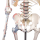 Skelett "Max" beweglich, mit Muskelmarkierungen und Bandapparat