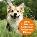 ARDAP Spot-On f&uuml;r Hunde, Floh-&amp; Zeckenschutz
