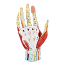 Anatomisches Handmodell, 7-teilig