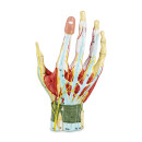 Anatomisches Handmodell, 7-teilig