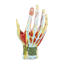 Anatomisches Handmodell, 7-teilig