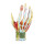 Anatomisches Handmodell, 7-teilig