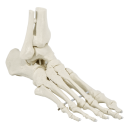 Fu&szlig;skelett mit Schien- und Wadenbeinansatz, beweglich montiert
