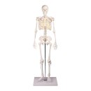 Miniatur-Skelett &ldquo;Tom&ldquo;, ca. 80 cm