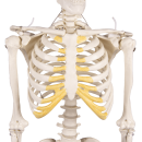 Miniatur-Skelett “Tom“, ca. 80 cm