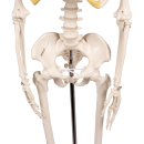 Miniatur-Skelett “Tom“, ca. 80 cm