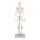 Miniatur-Skelett “Tom“, ca. 80 cm