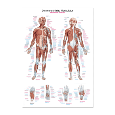 Lehrtafel "Menschliche Muskulatur", 50 x 70 cm